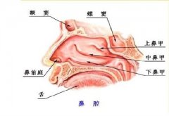 <b>鼻甲肥大究竟 “谁”在捣鬼？</b>